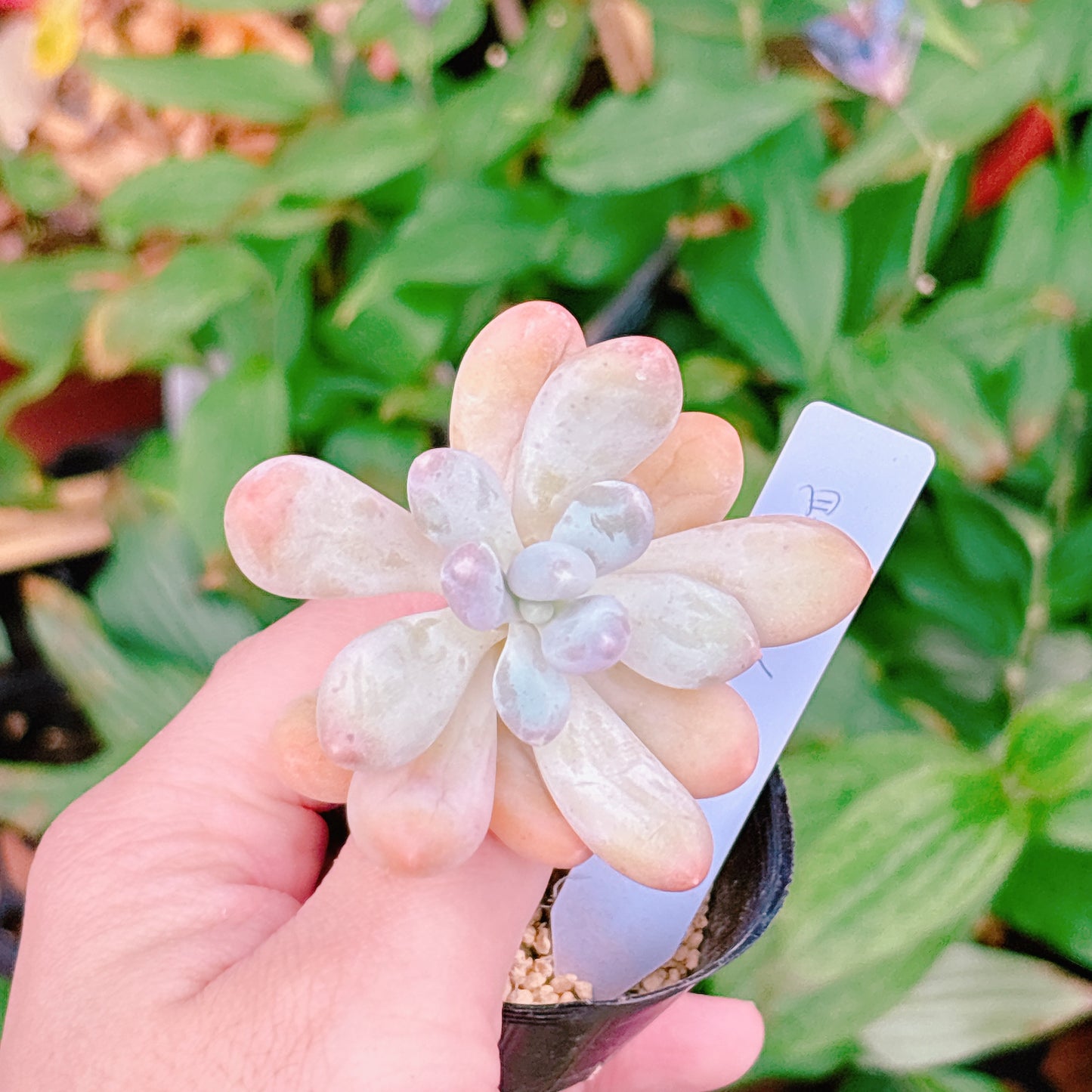 星美人 A品 【26】 2025-12-08