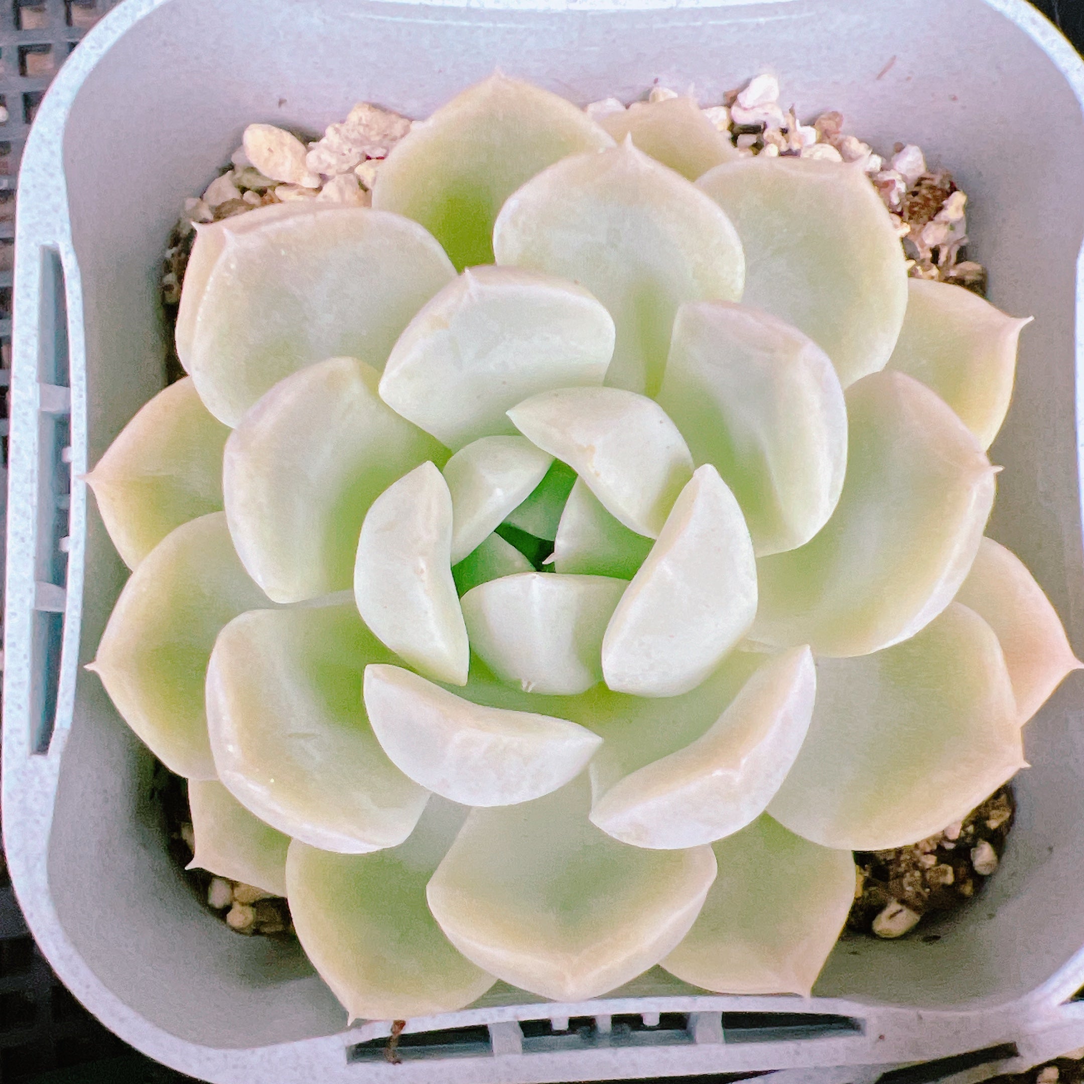 Old English】メロンフォルムのミルクジャグ / シュガーボウル