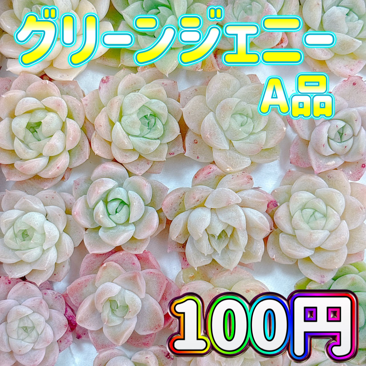 グリーンジェニー A品 – Bull Succulent