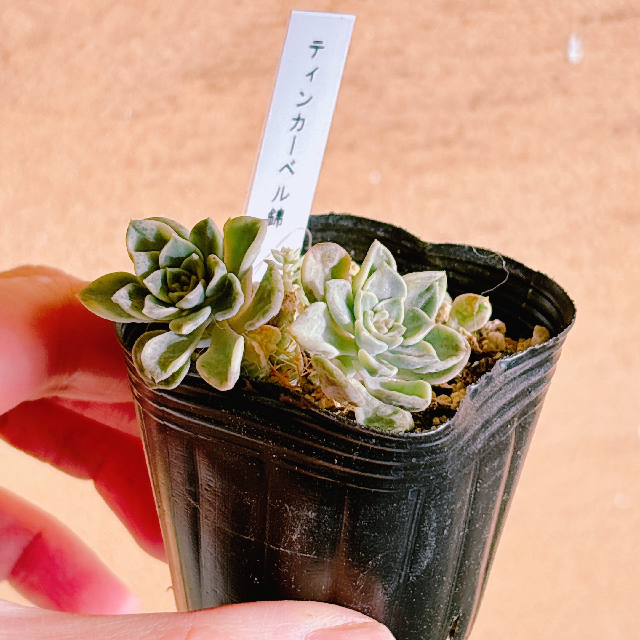 ティンカーベル錦 【74-9】 – Bull Succulent