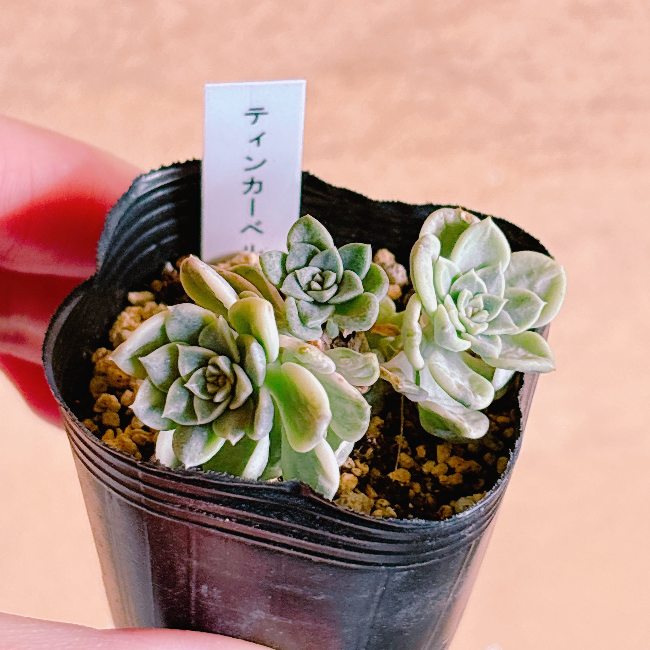 おまとめ中！39SALE！多肉植物^o^  ティンカーベル おまとめ中！39SALE！多肉植物^o^ ティンカーベル 【公式通販】
