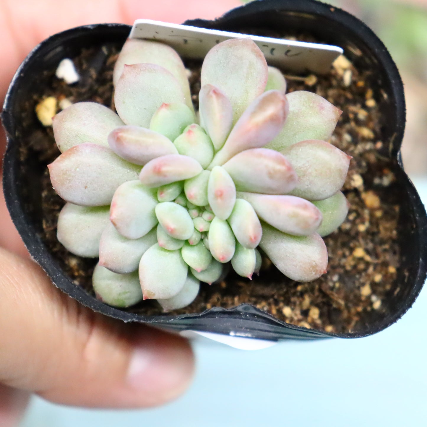 アリエル 綴化 39