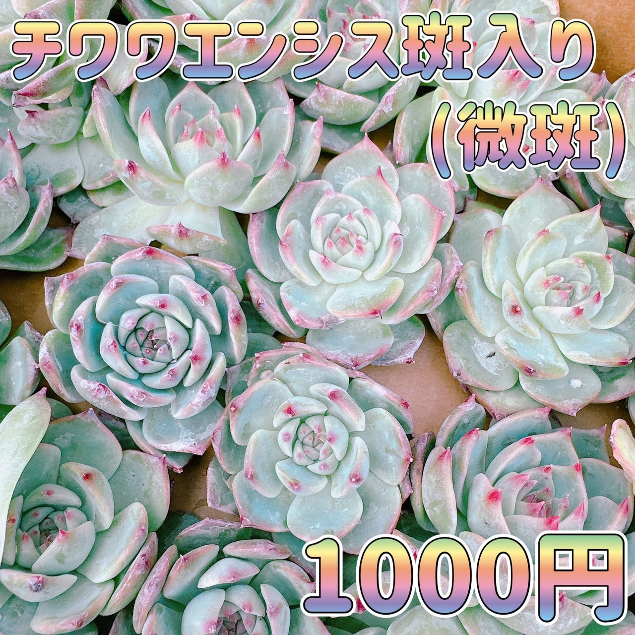チワワエンシス 斑入り (微斑) A品 – Bull Succulent