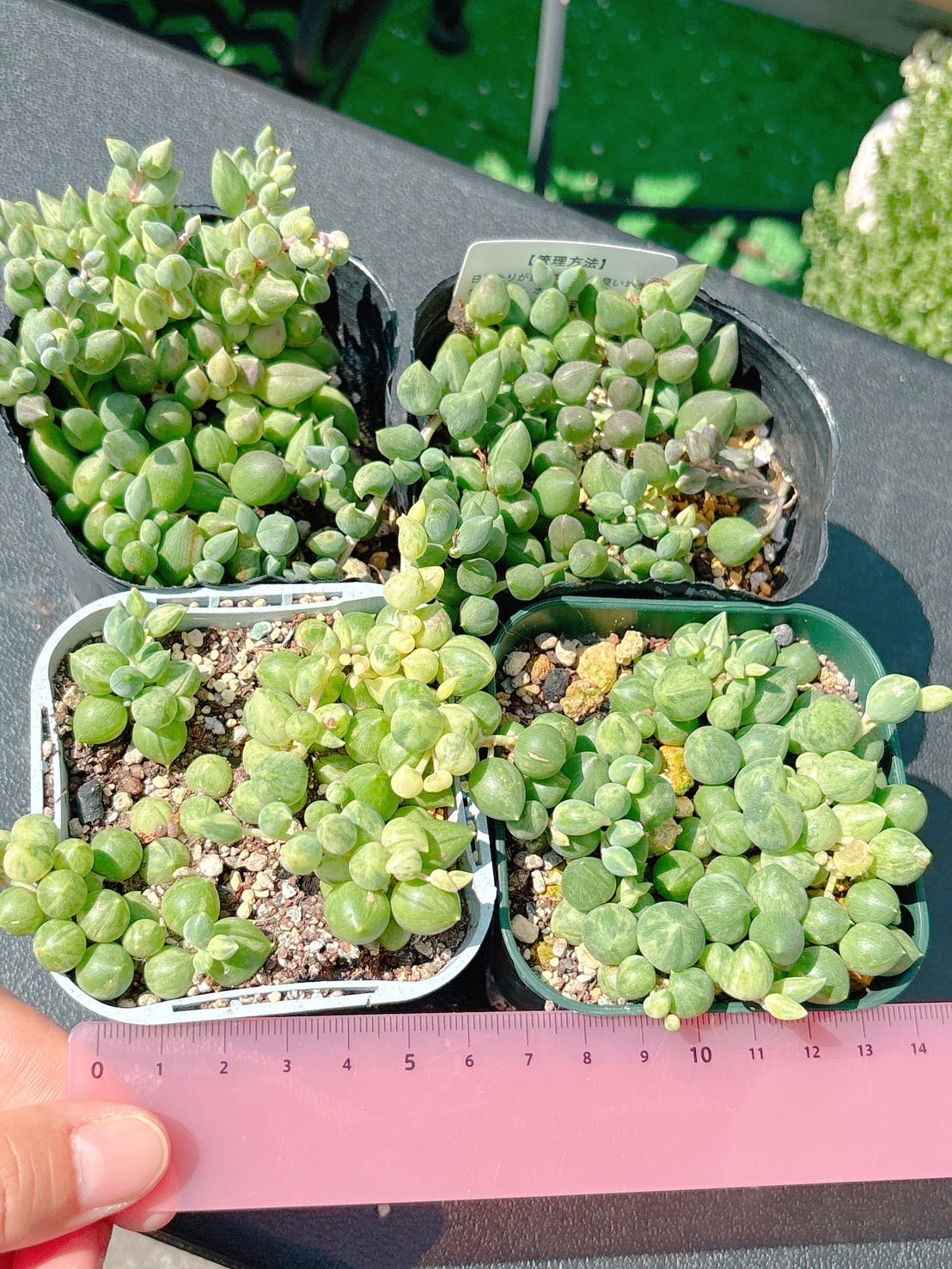 斑入りエンジェルティアーズ A品