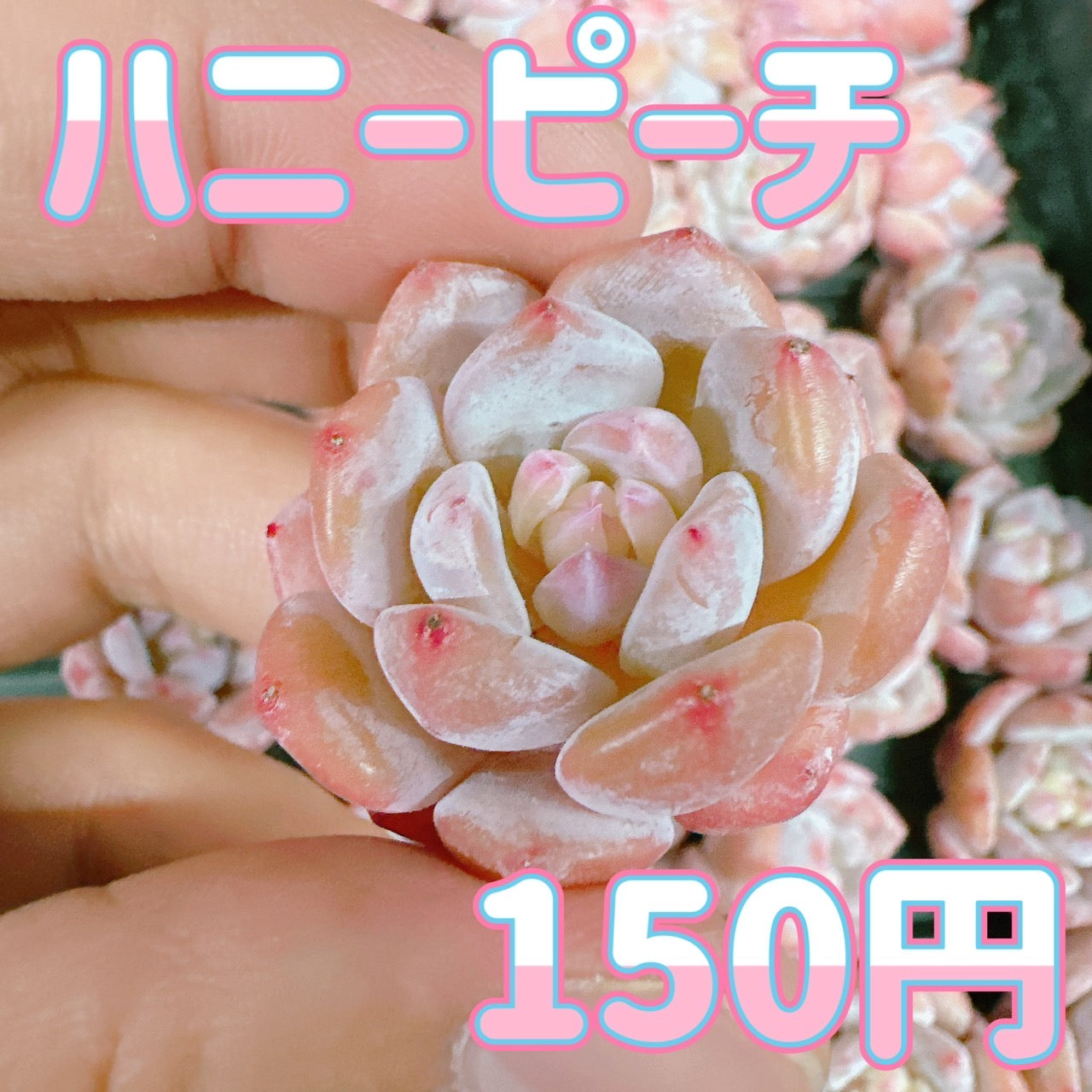 多肉植物 ハニーワォーターピーチ 10cm鉢 多肉植物 10cm鉢 ハニーワ