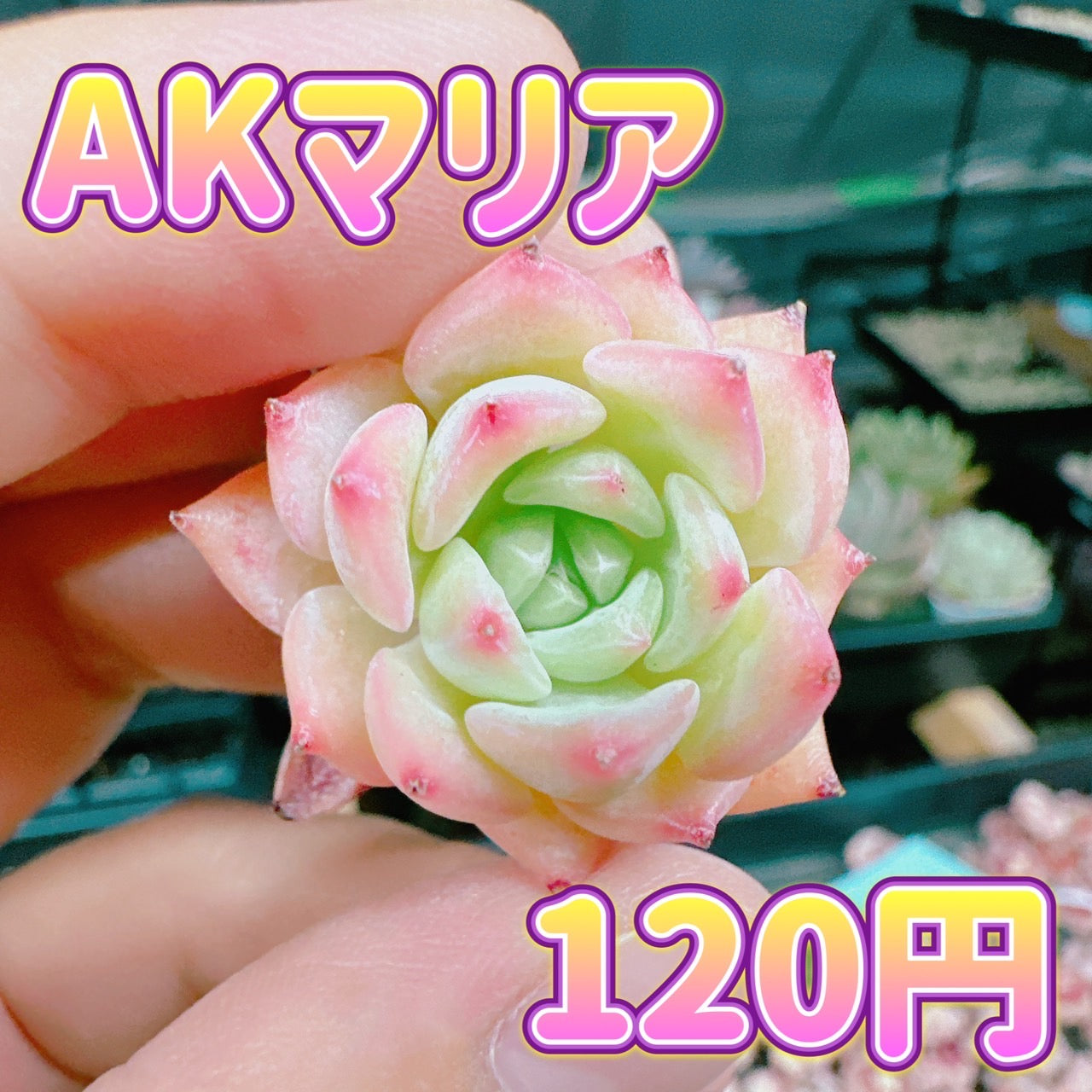 AKマリア – Bull Succulent