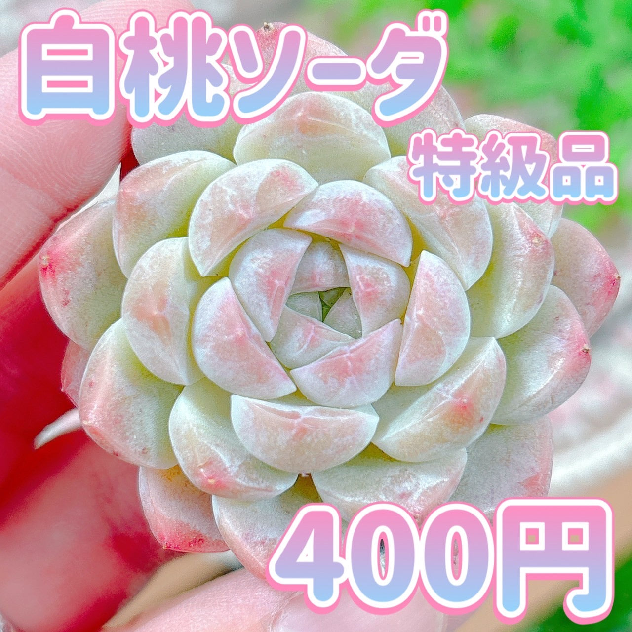 多肉☆白桃ソーダ・４苗・抜き苗 R*_様 白桃ソーダ 抜き苗 エケベリア 多肉植物 - メルカリ