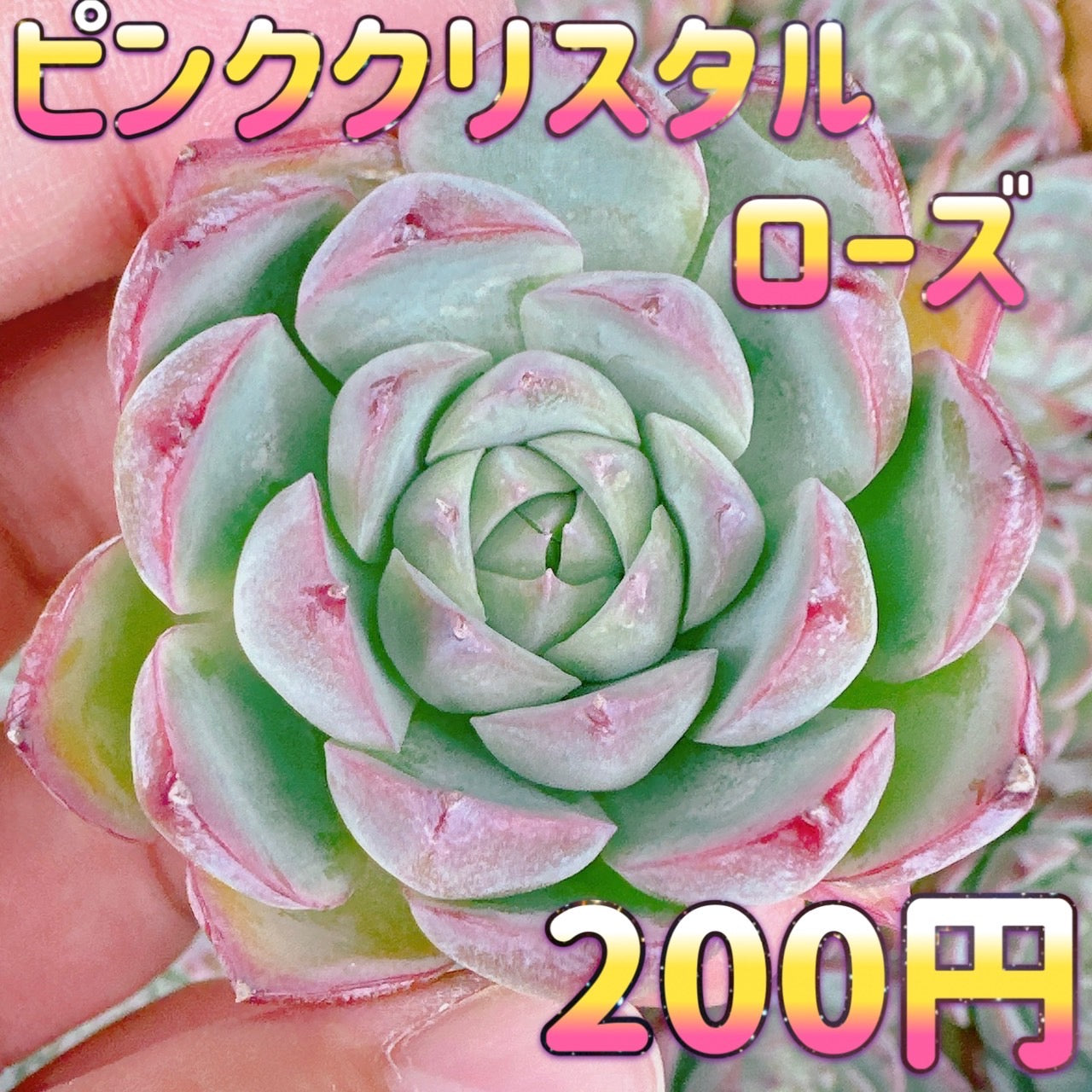 ピンククリスタルローズ – Bull Succulent