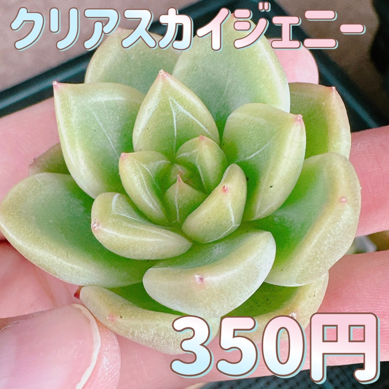 クリアスカイジェニー – Bull Succulent