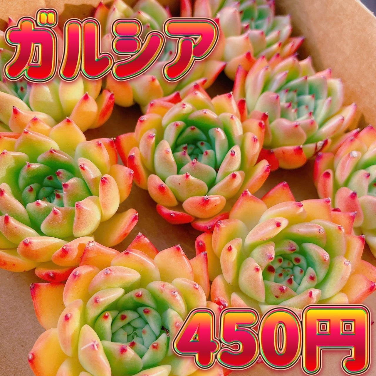 ガルシア – Bull Succulent