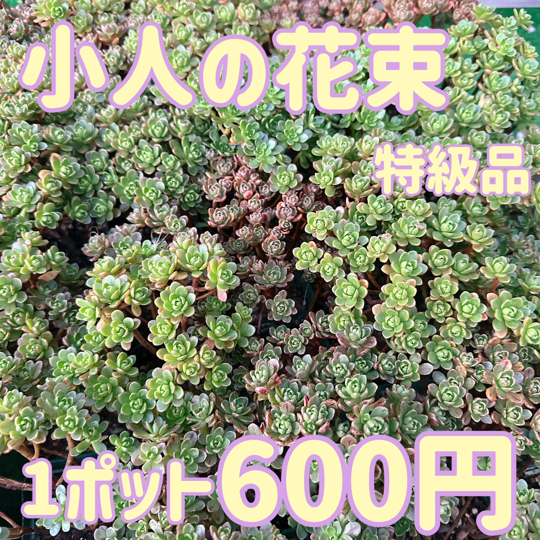 小人の花束 特級品 – Bull Succulent