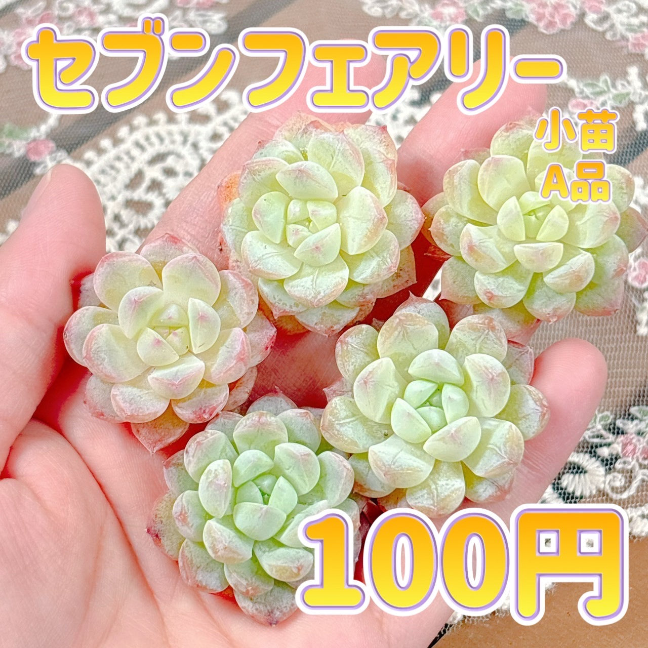 セブンフェアリー 小苗 A品 – Bull Succulent
