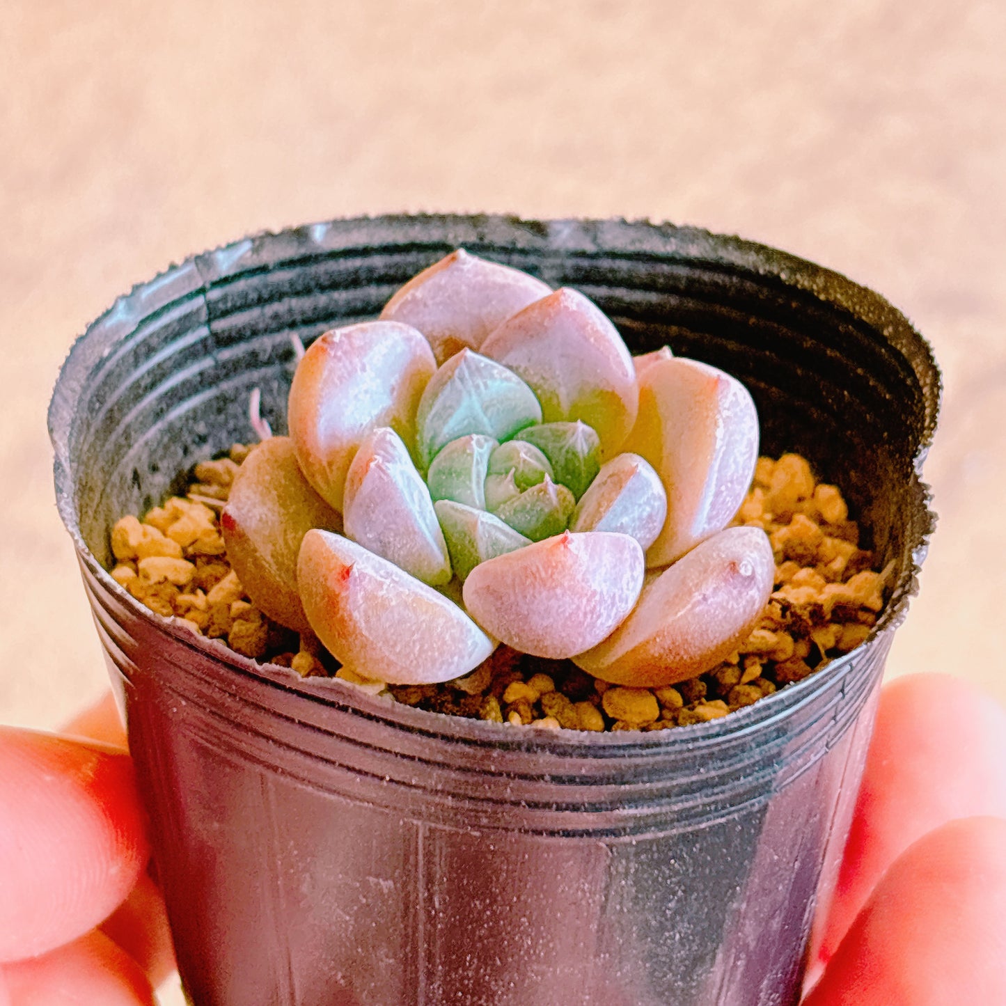 星影 A品 根付き苗