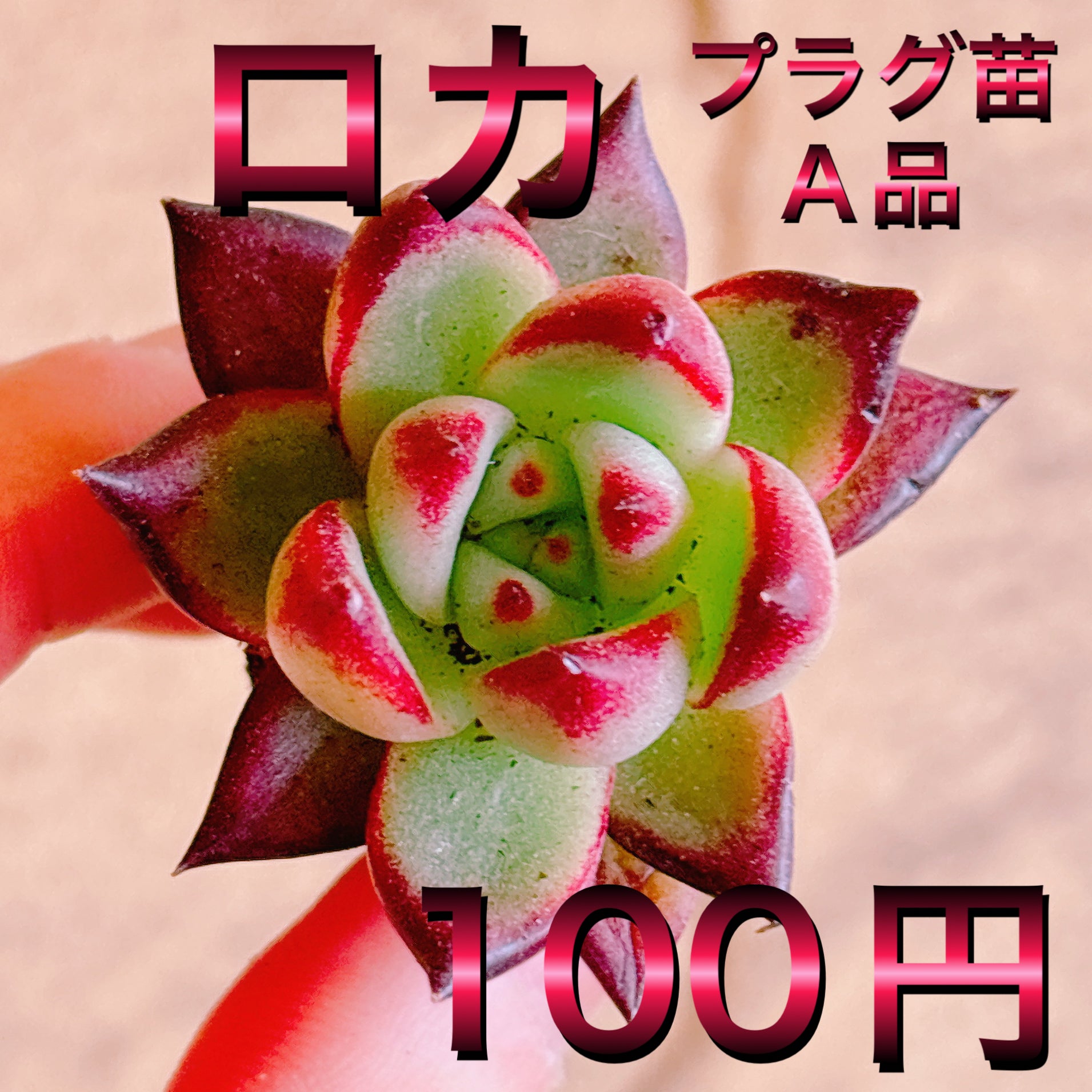 ロカ A品 プラグ苗 – Bull Succulent ロカ A品 プラグ苗 – Bull Succulent
