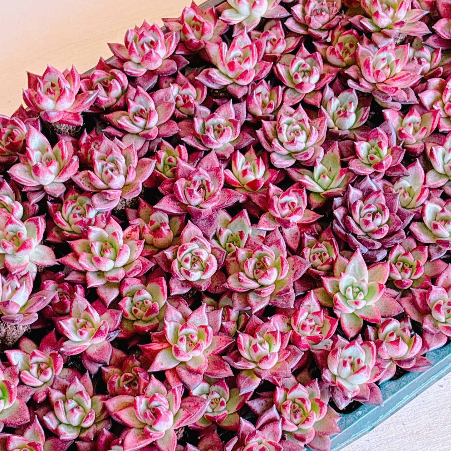 ロカ A品 プラグ苗