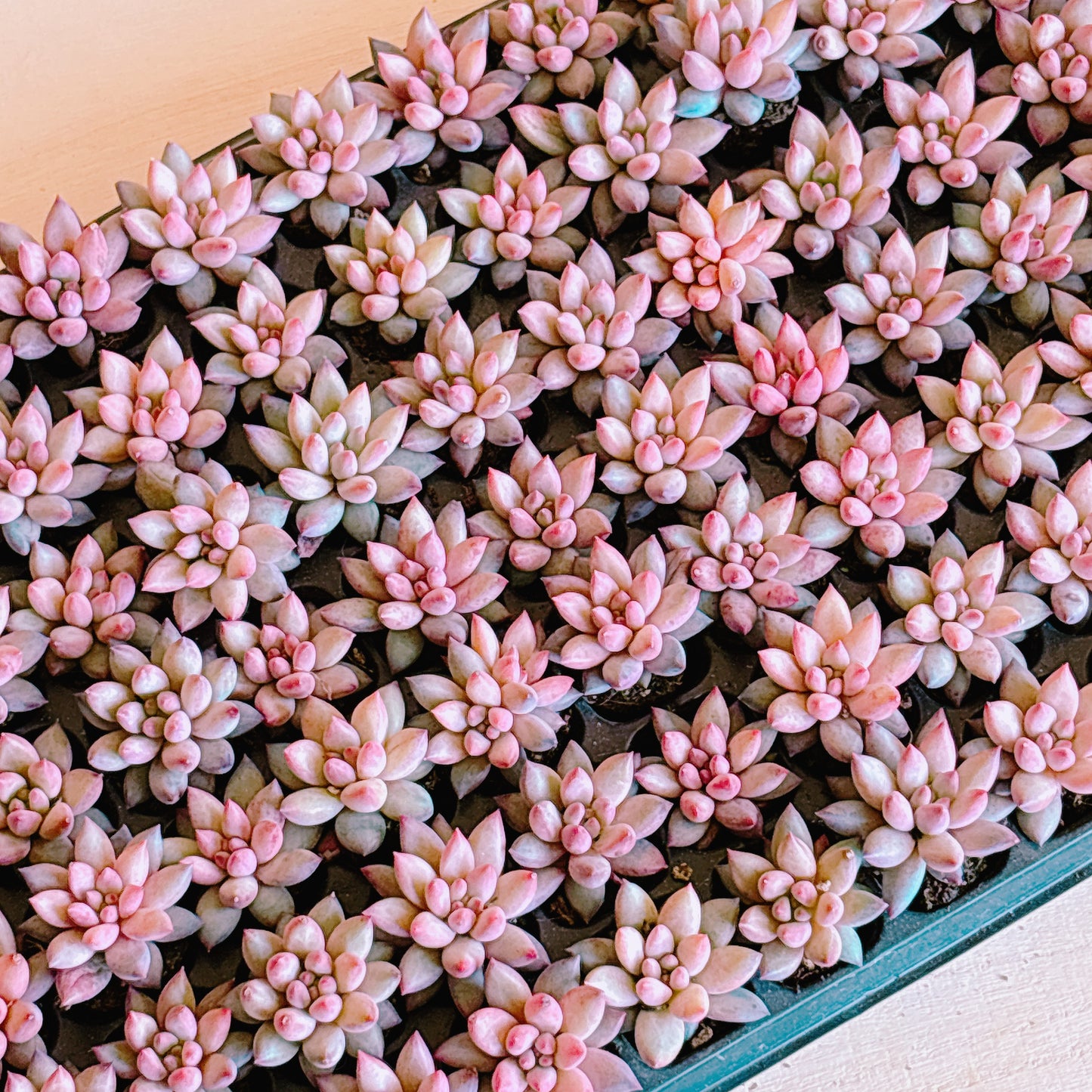 キンギョヒメ A品 プラグ苗