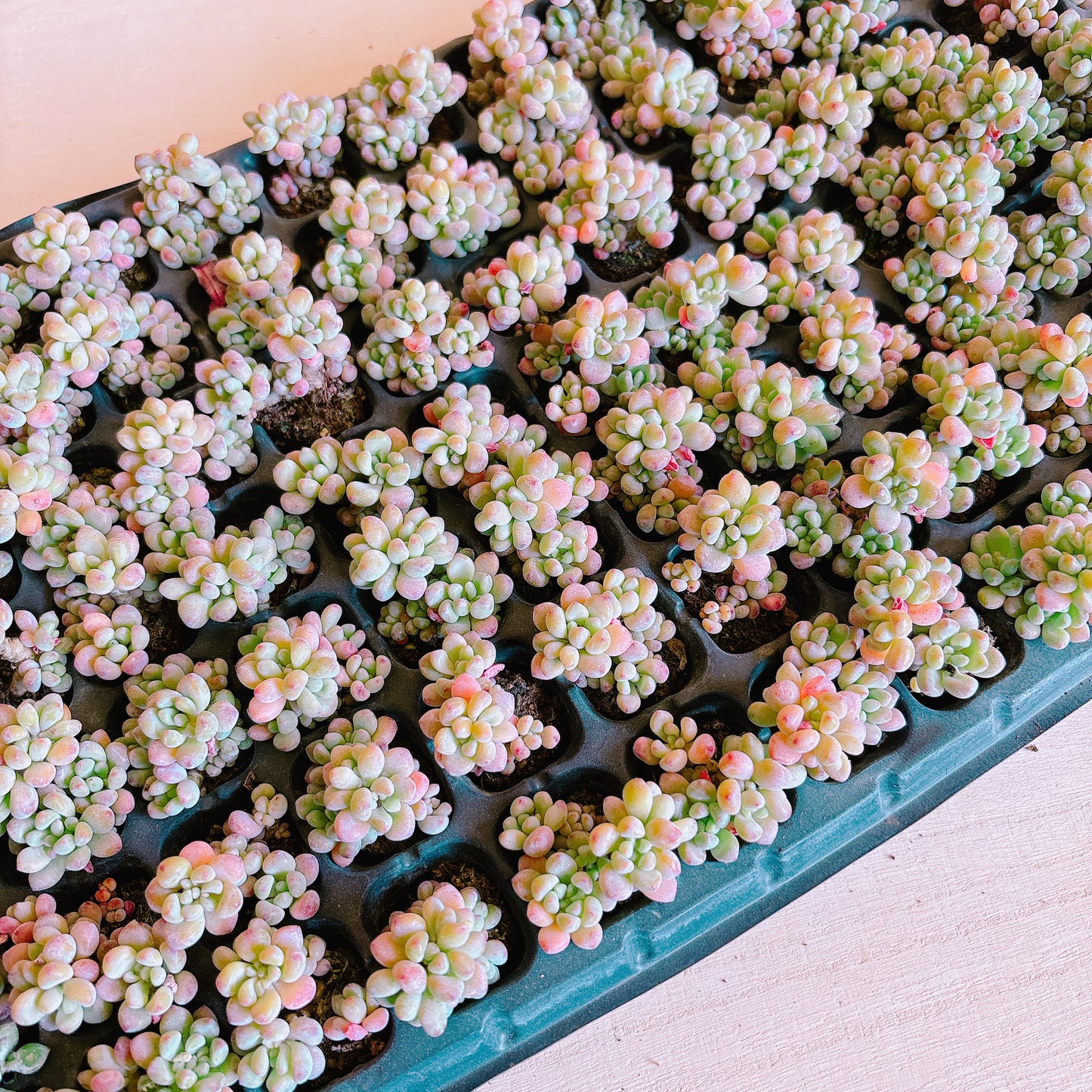 ラウル錦 A品 プラグ苗