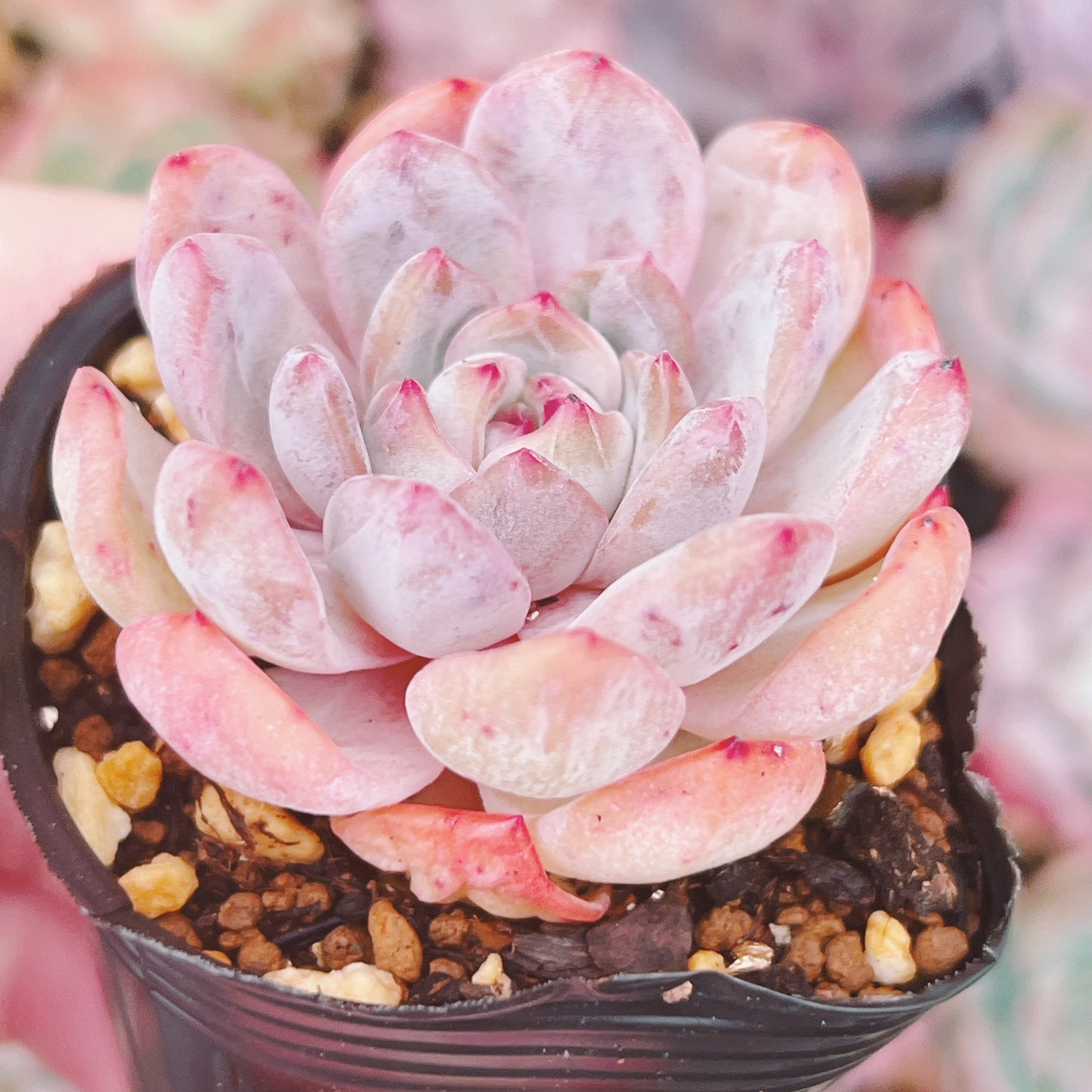 ホーリーエンジェル 246