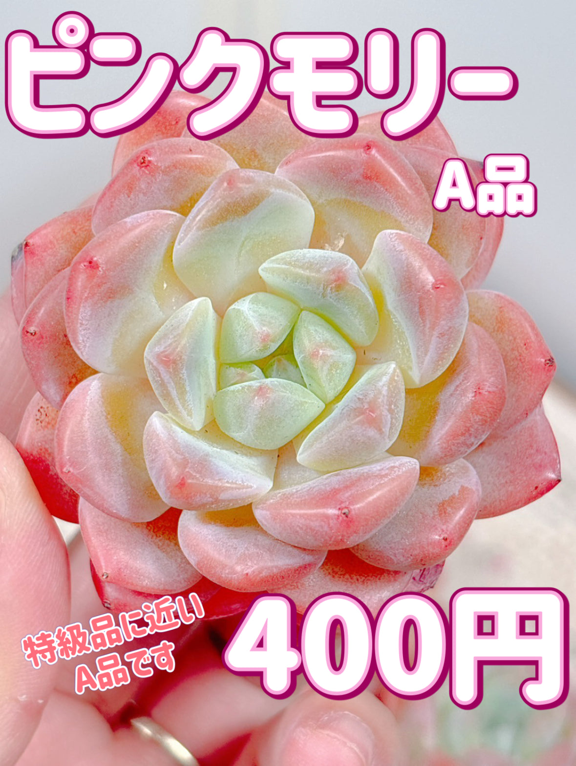 ピンクモリー A品 – Bull Succulent