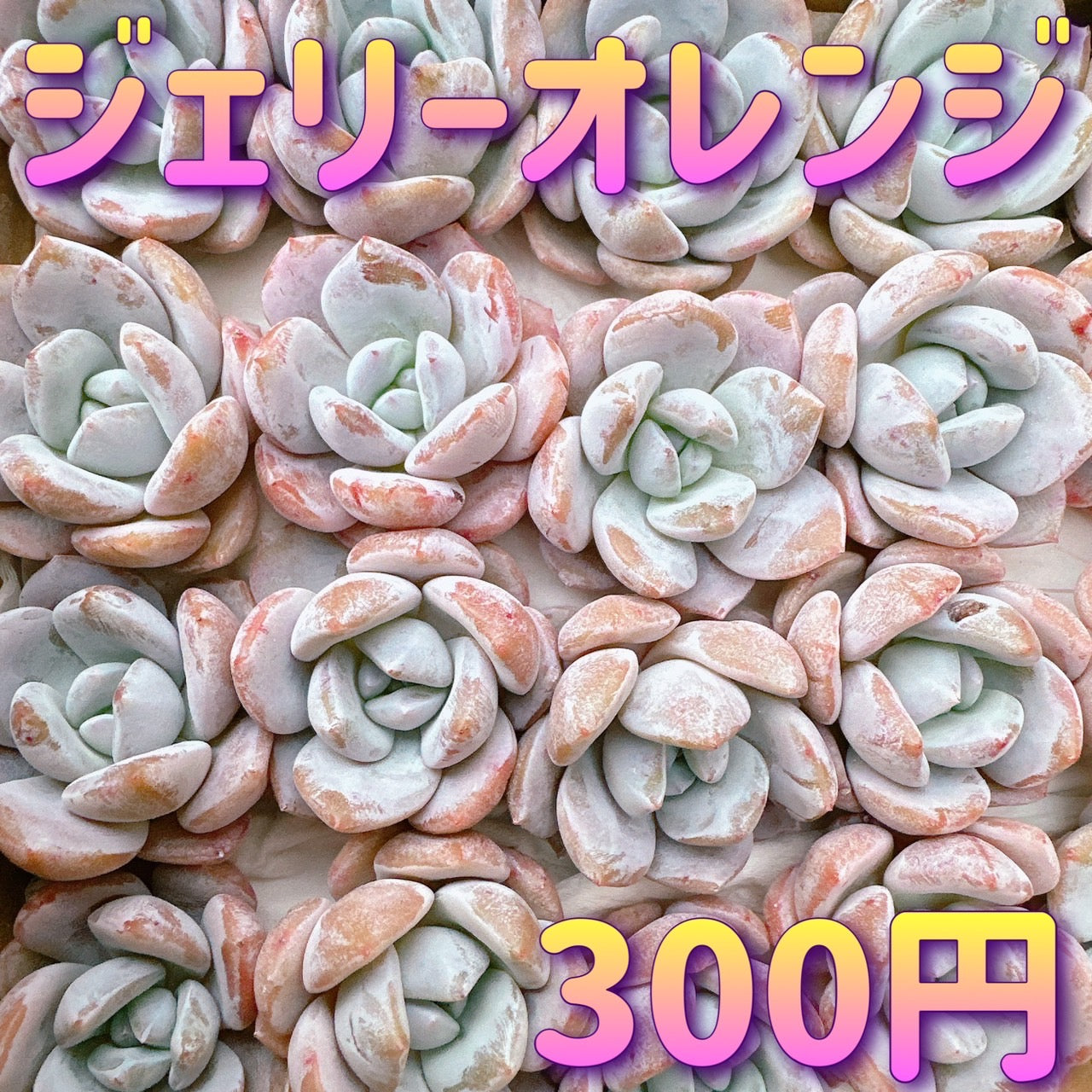 ジェリーオレンジ – Bull Succulent