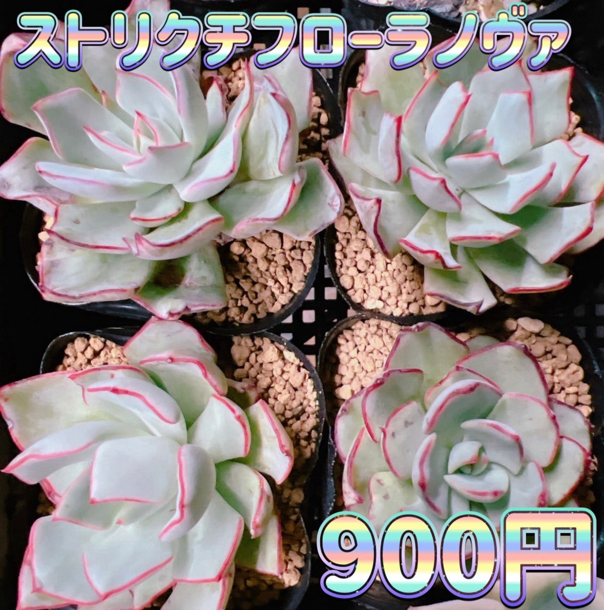 原種4 E.strictiflora v. Nova ストリクチフローラ ノヴ ストリクチフローラノヴァ – Bull Succulent
