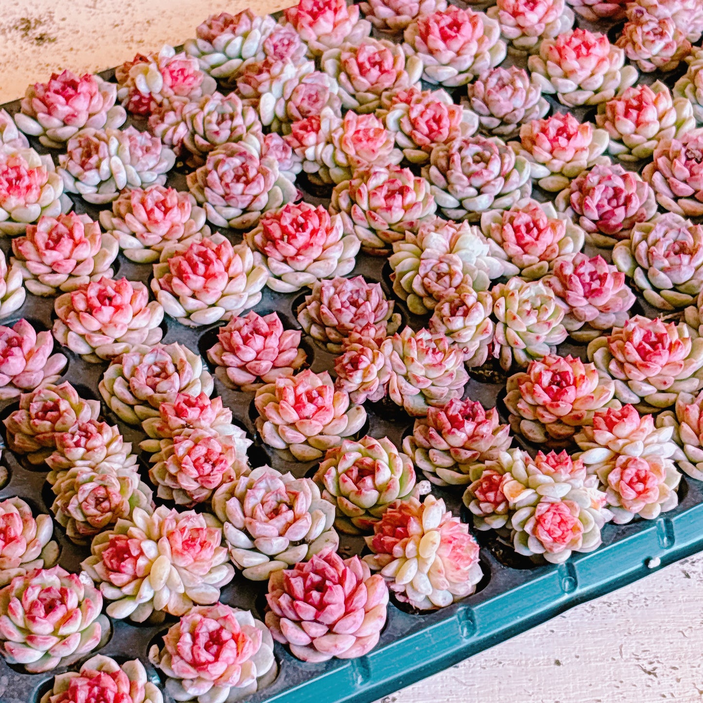 グレープジェニー A品 プラグ苗