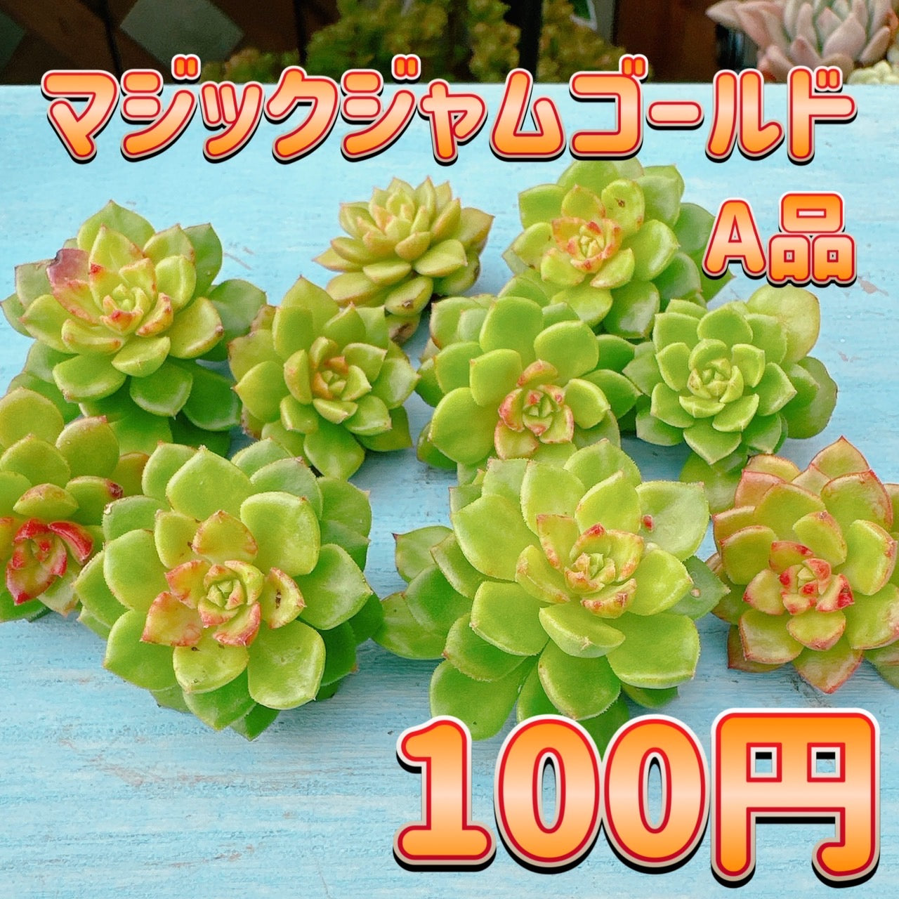 マジックジャムゴールド A品 – Bull Succulent
