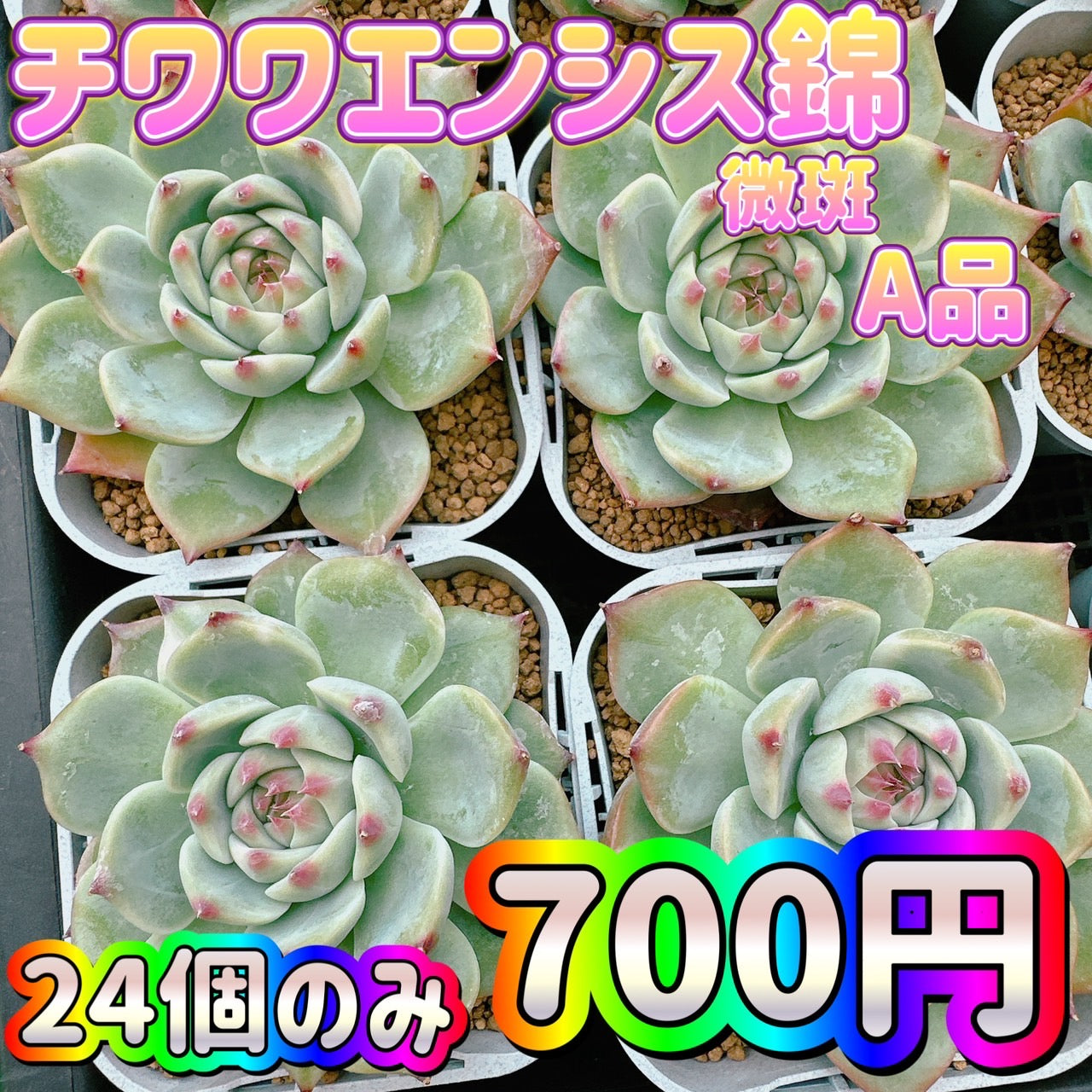 チワワエンシス錦 A品 – Bull Succulent