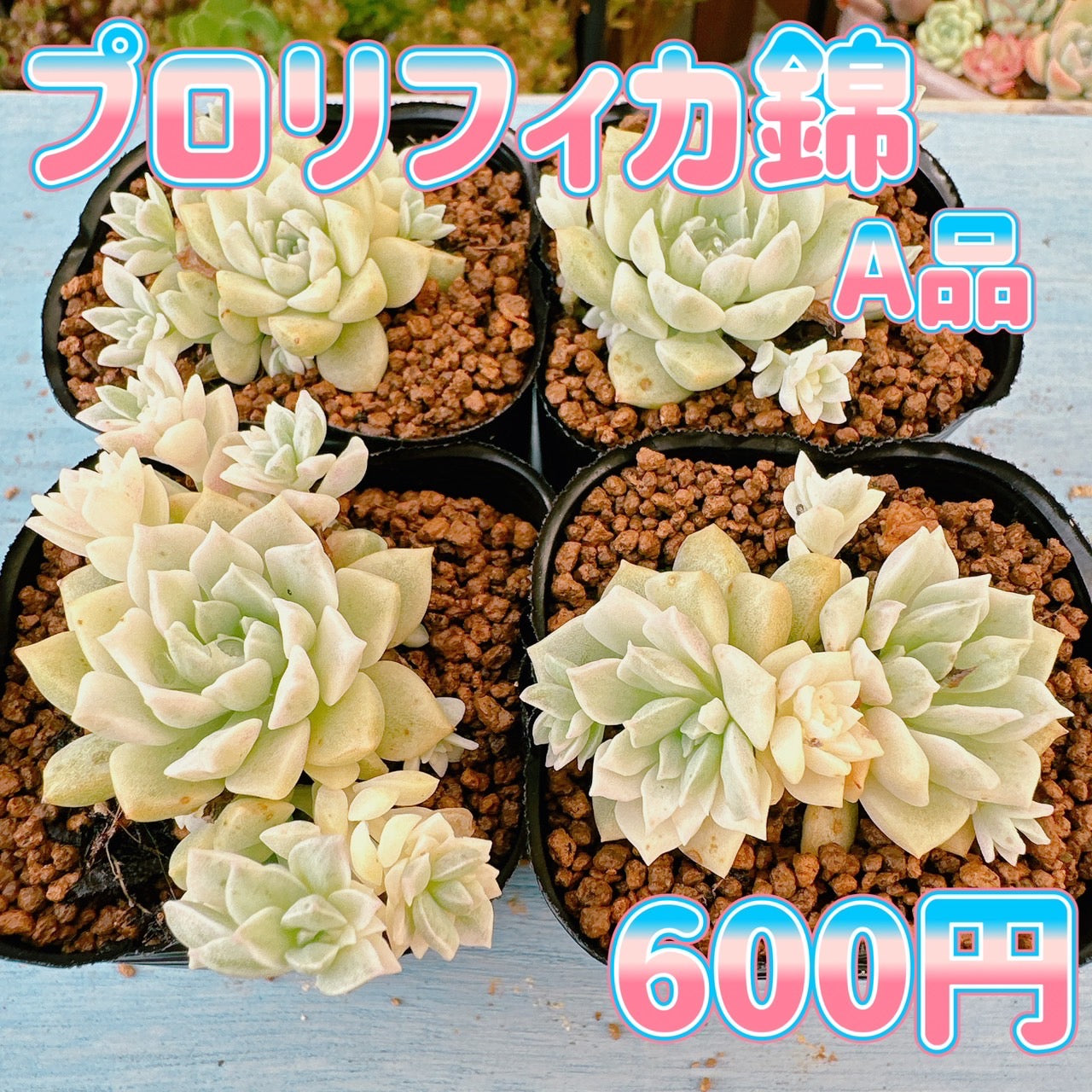 プロリフィカ錦 A品 – Bull Succulent