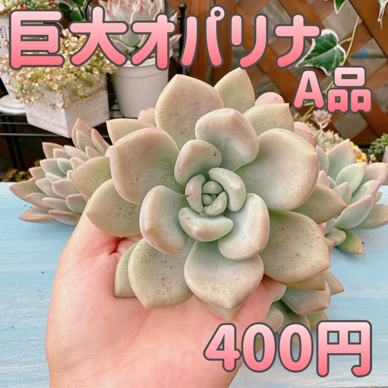 巨大オパリナ – Bull Succulent