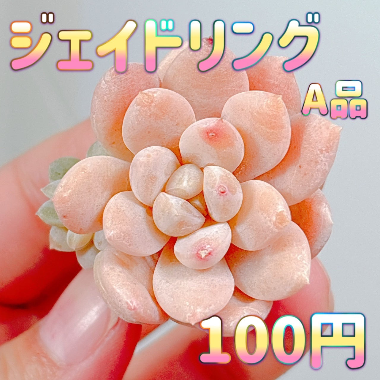 Top【選抜株】多肉植物　25390ジェード　リング　16個　鉢無し/脱土 ジェイドリング A品 プラグ苗 – Bull Succulent