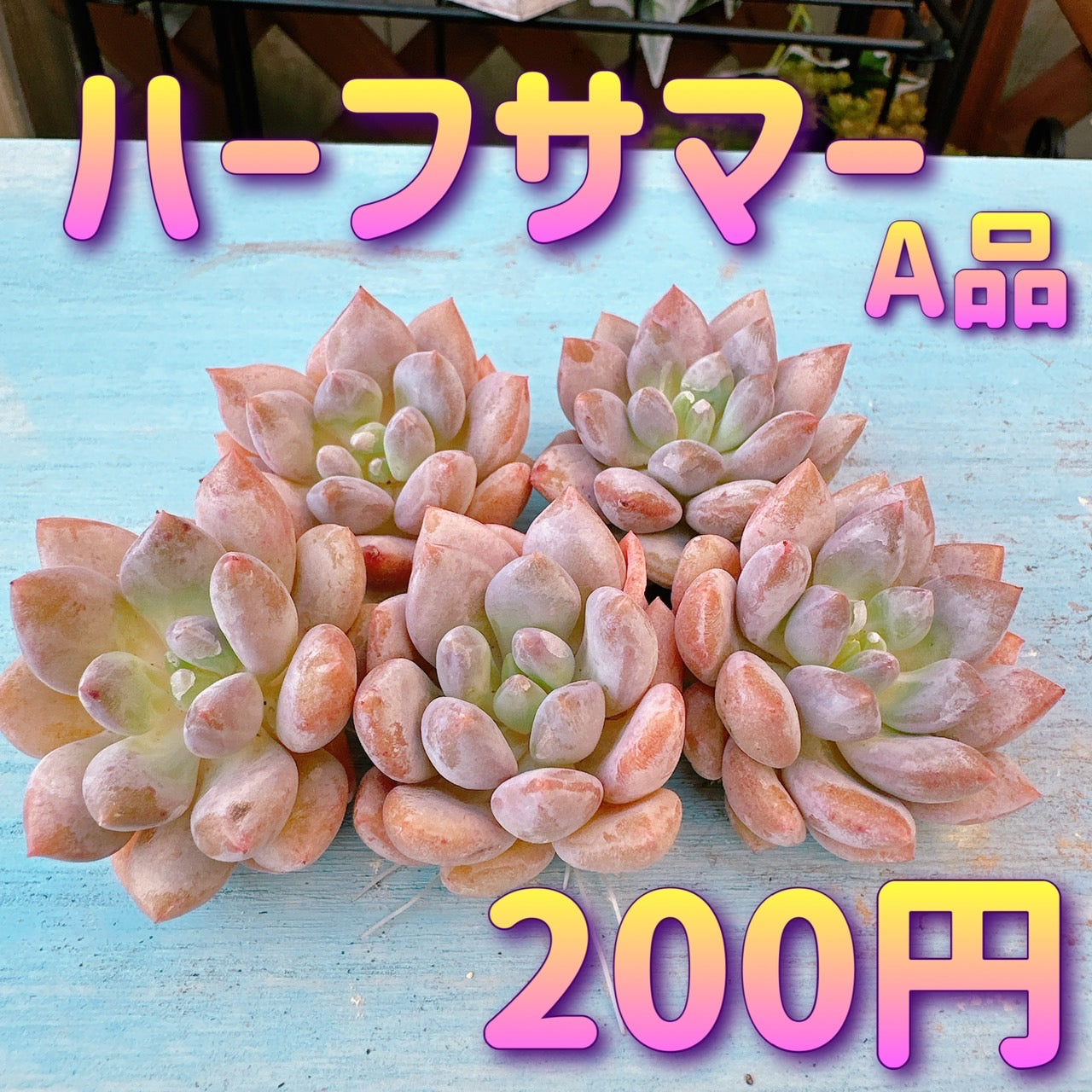 Top【選抜株】多肉植物　361430ハーフ サマー　80個　鉢無し/脱土 ハーフサマー A品 – Bull Succulent