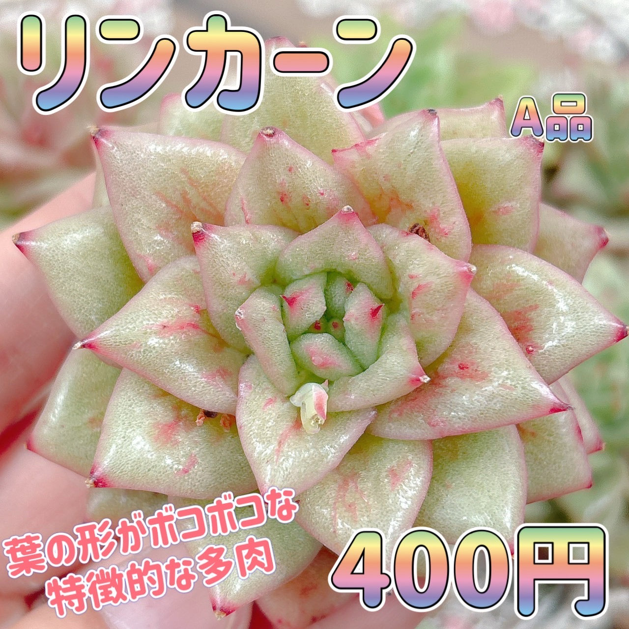 リンカーン A品 – Bull Succulent