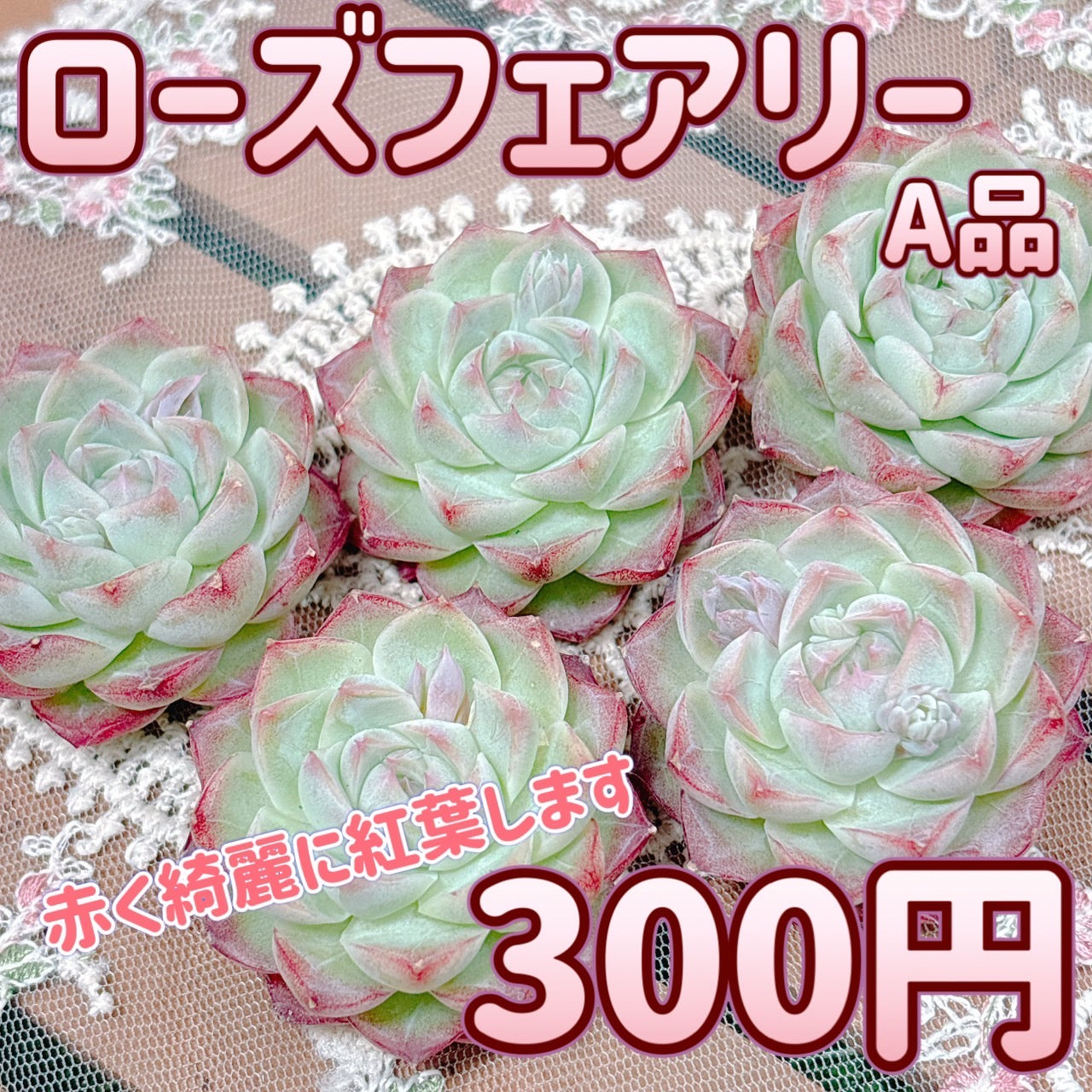 ローズフェアリー A品 – Bull Succulent