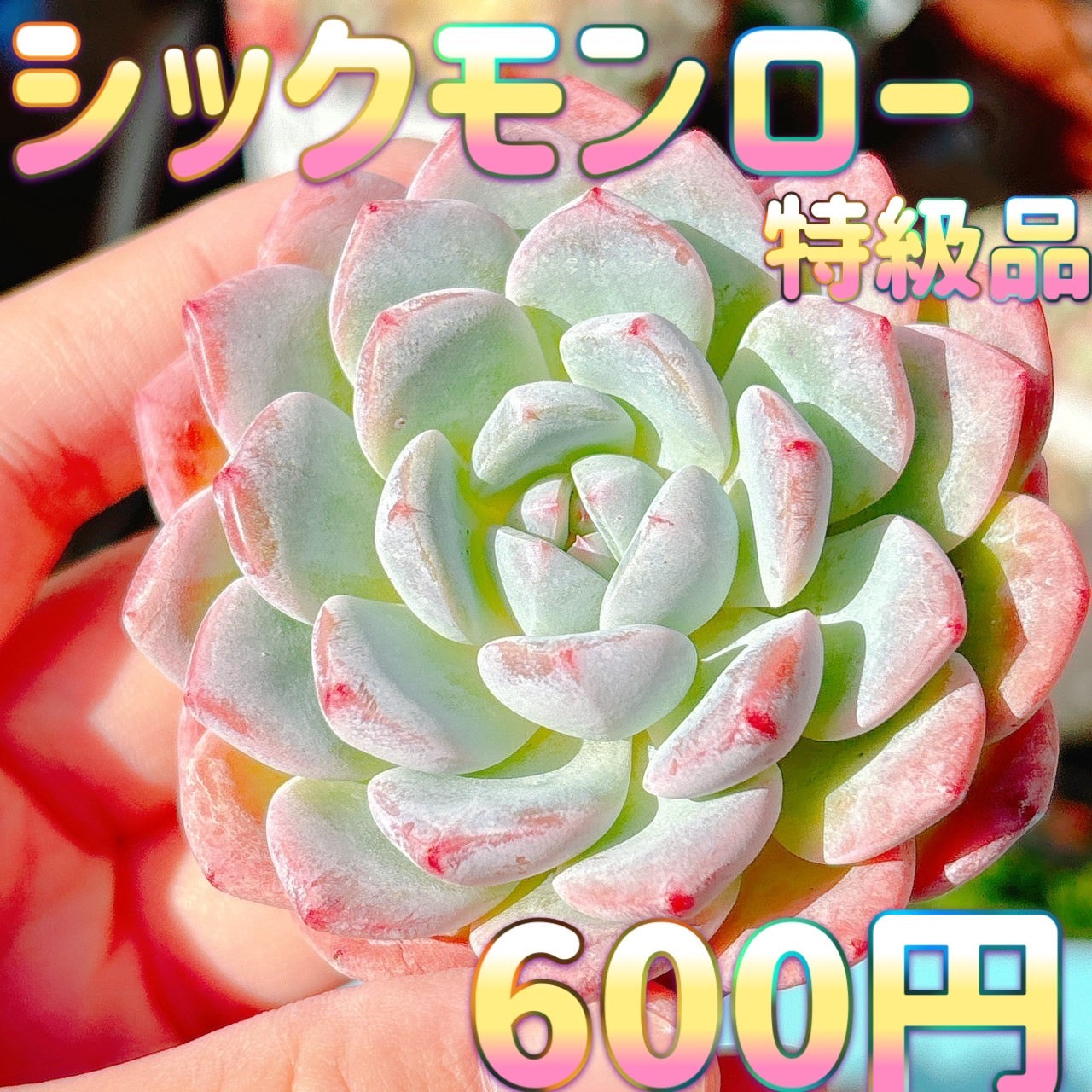 シックモンロー 特級品 – Bull Succulent