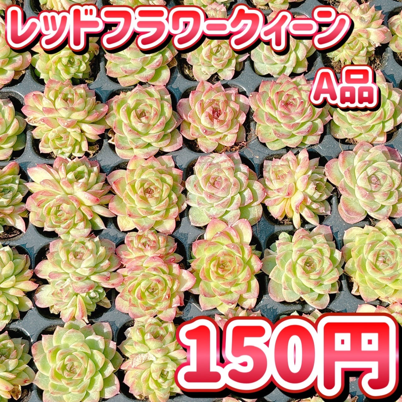 フラワークィーン レッドフラワークィーン A品 プラグ苗 – Bull Succulent