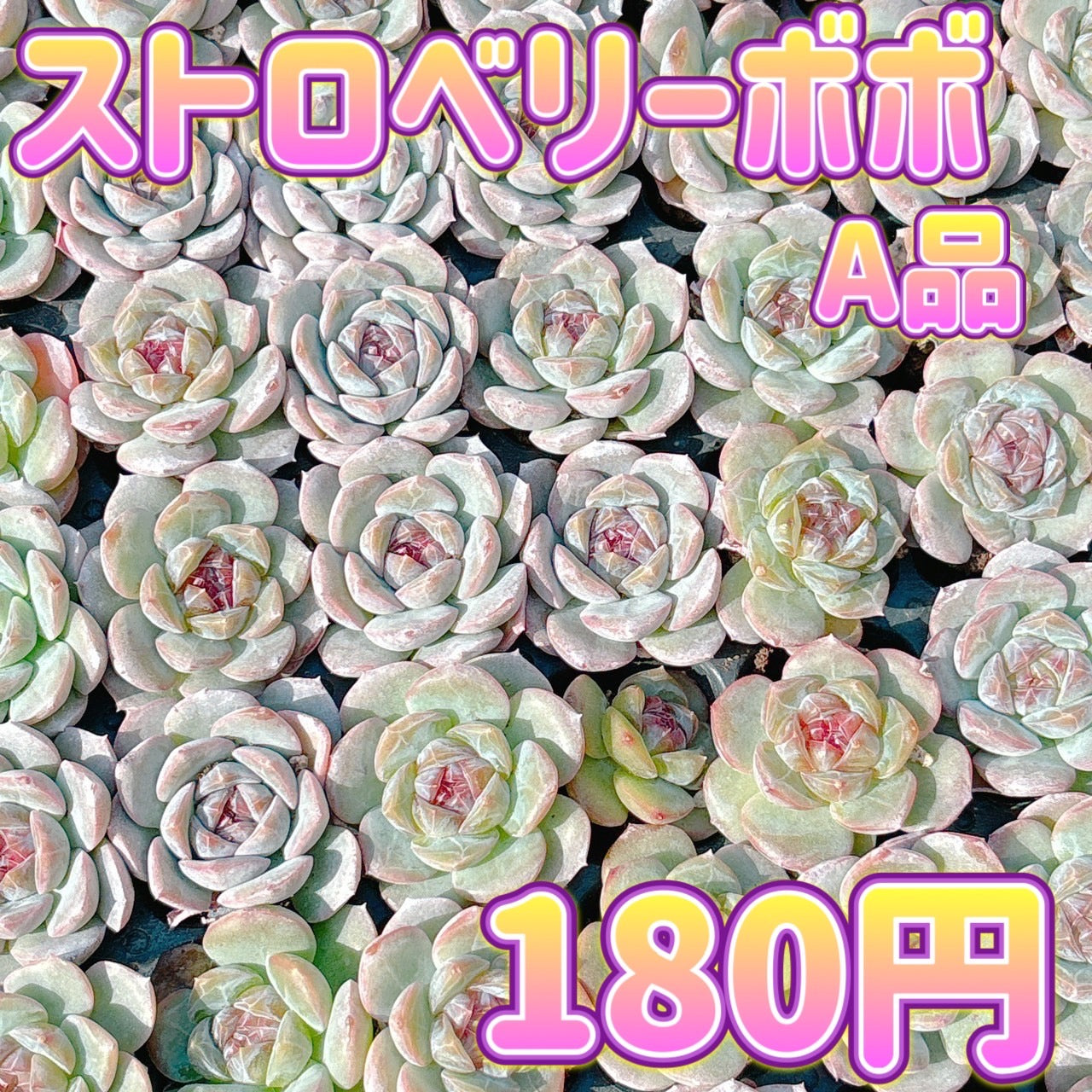 ストロベリーボボ A品 プラグ苗 – Bull Succulent