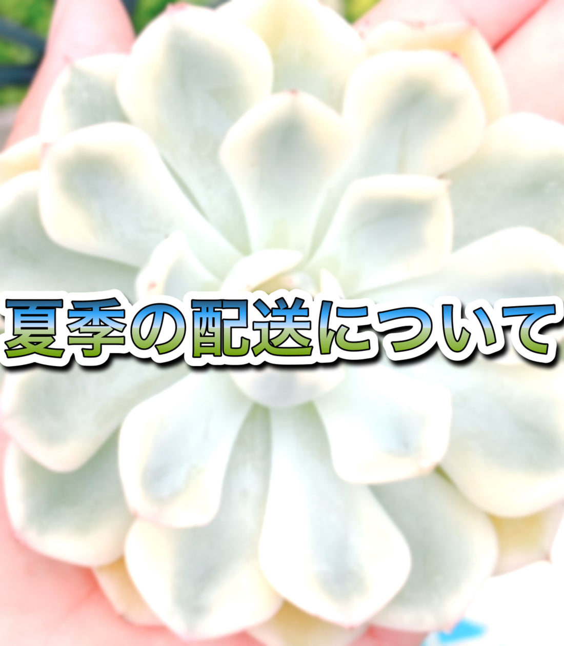 夏季の配送について