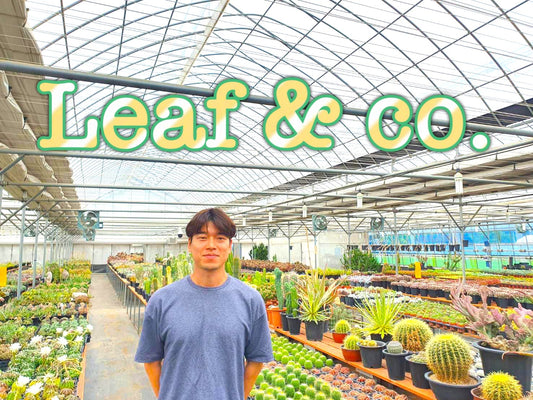 韓国農場Leaf&co.