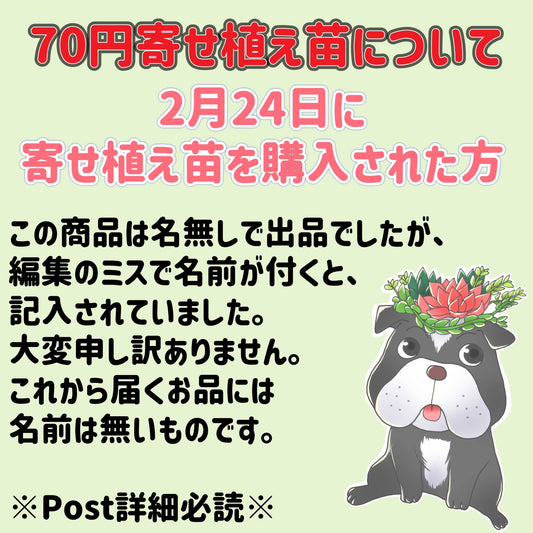 ２月２４日に販売された寄せ植え苗について