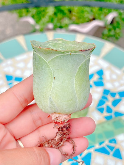 グリーノビア　Rose A品