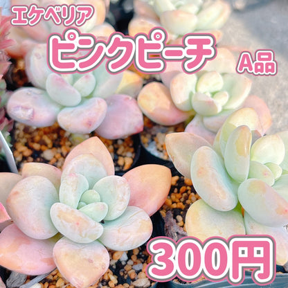 ピンクピーチ　A品