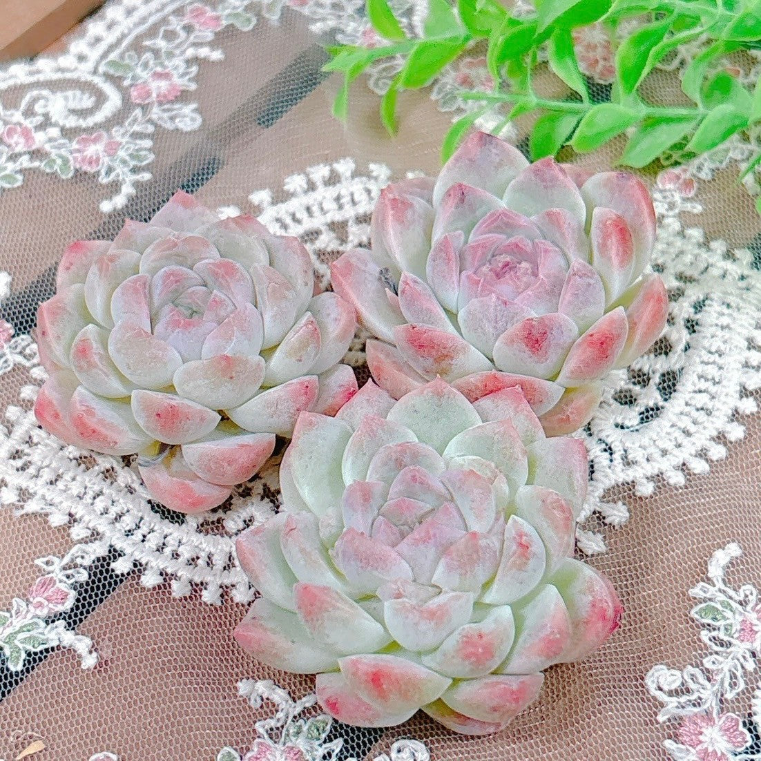 白桃ソーダ A品 – Bull Succulent