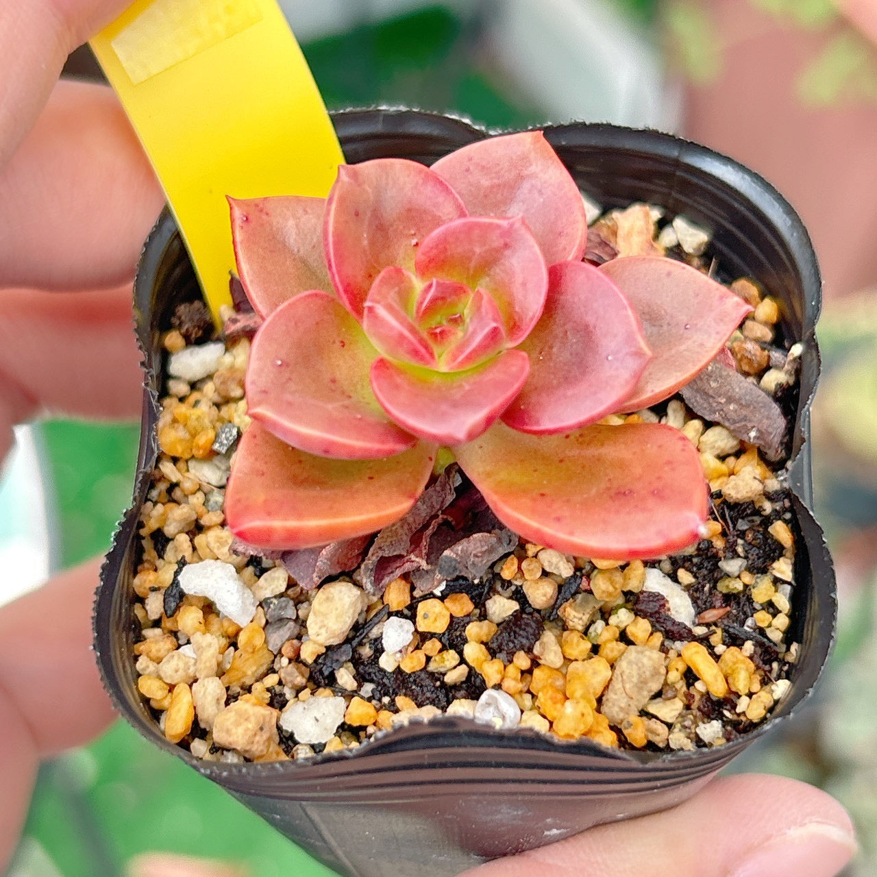 チョコレートブリック　A品　43