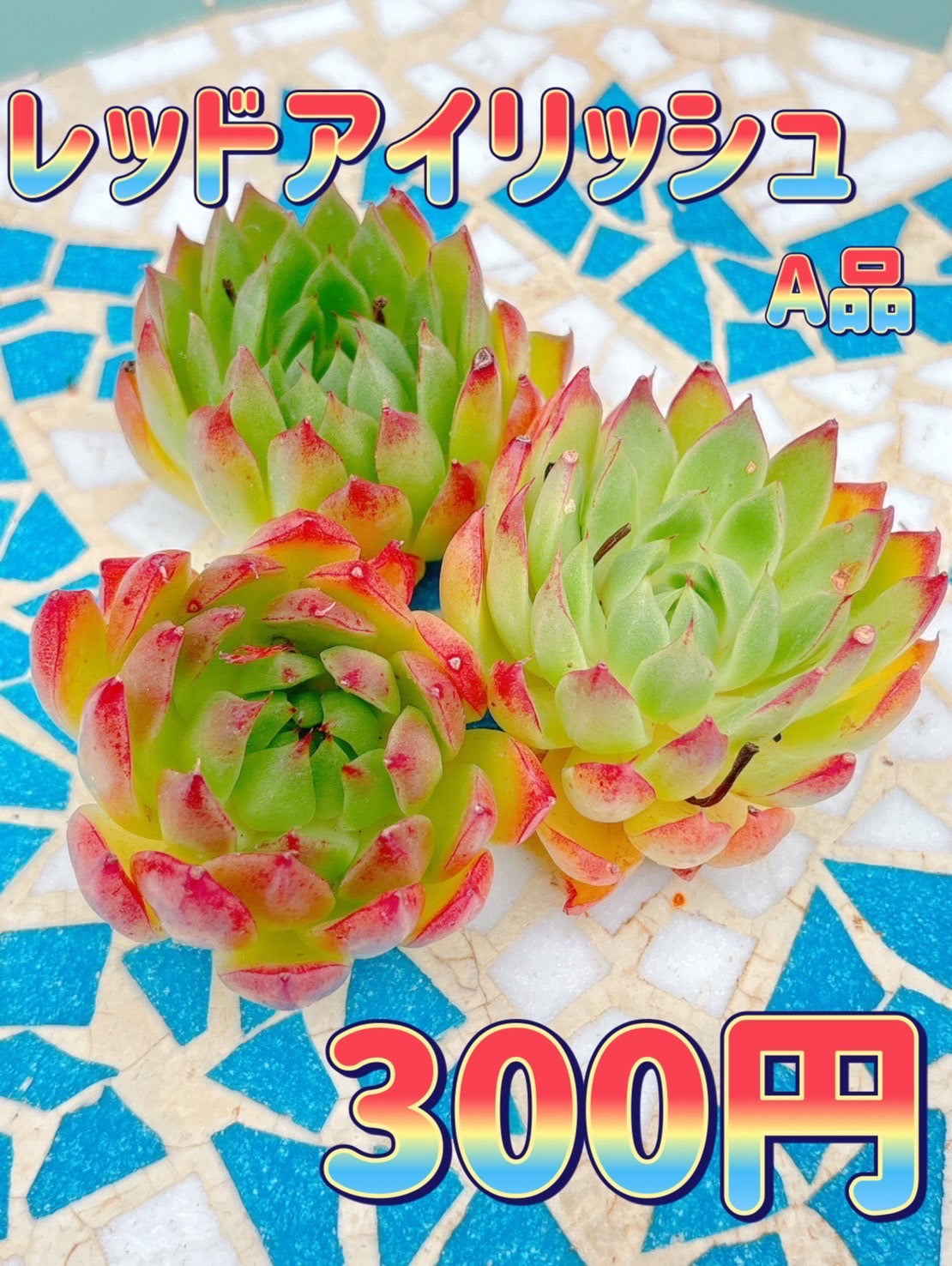 レッドアイリッシュ　A品