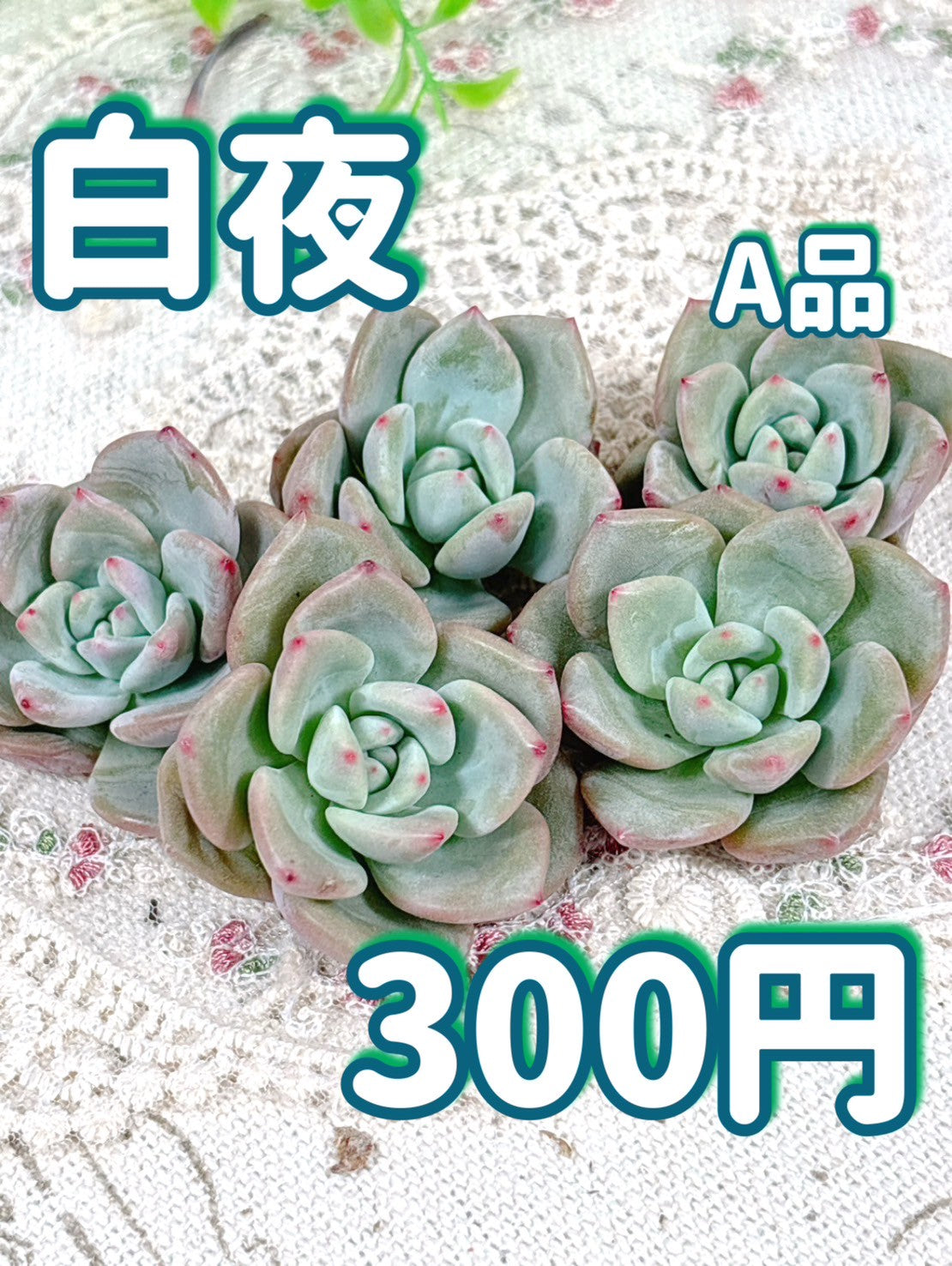 エケベリア – Page 2 – Bull Succulent