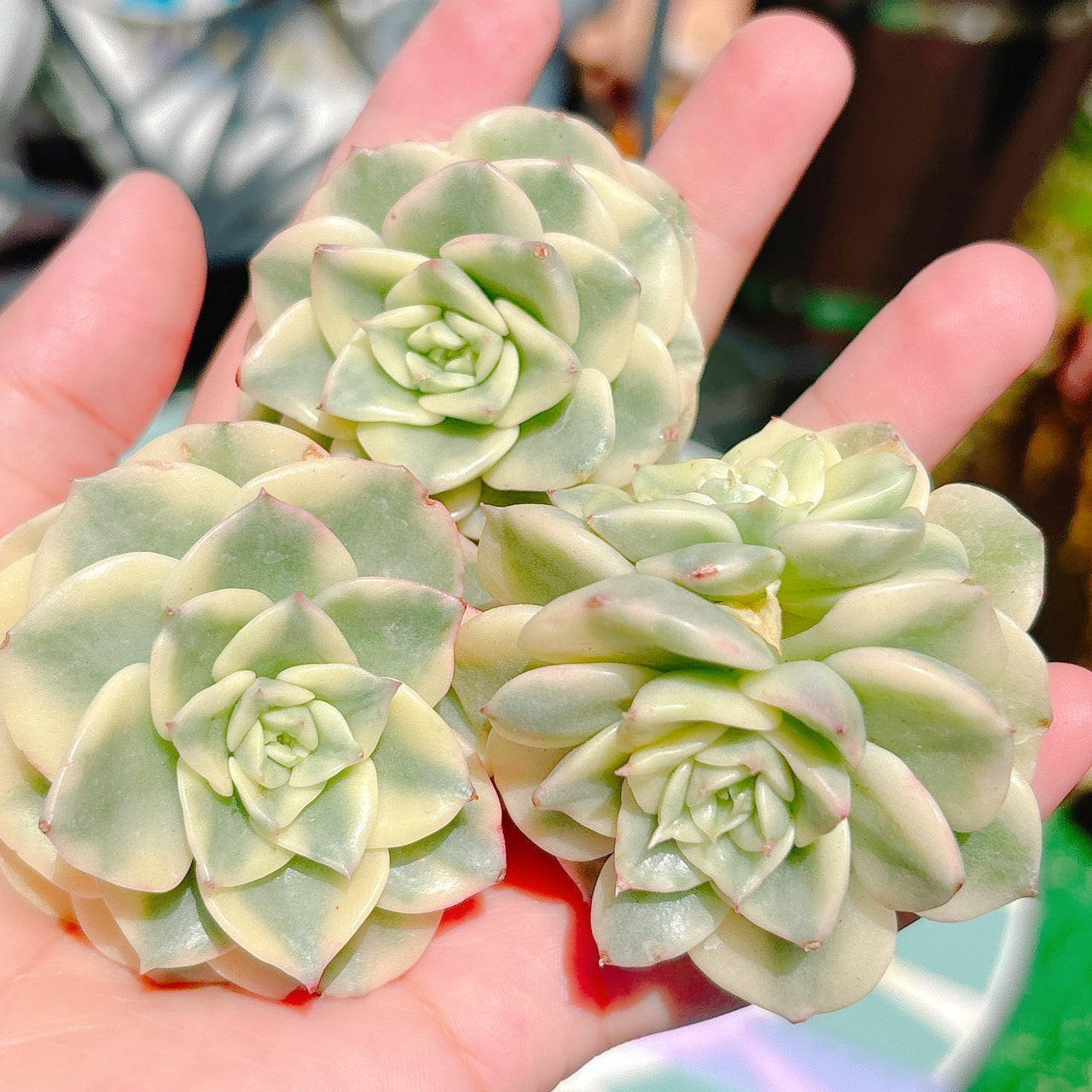 ヌダ錦　特級品