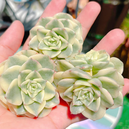 ヌダ錦　特級品