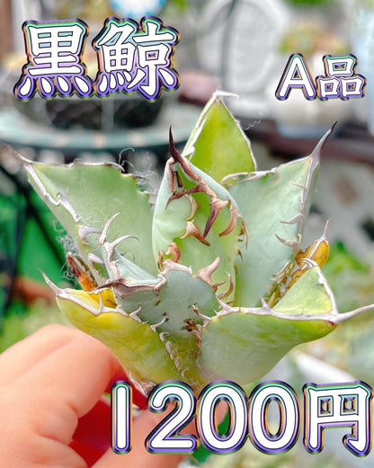 黒鯨　A品