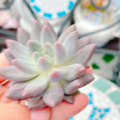 金魚姫　A品　
